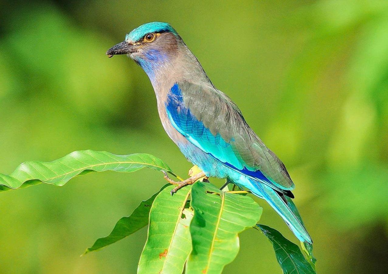 Samui Blue Bird Acomodação com café da manhã Mae Nam Beach Exterior foto